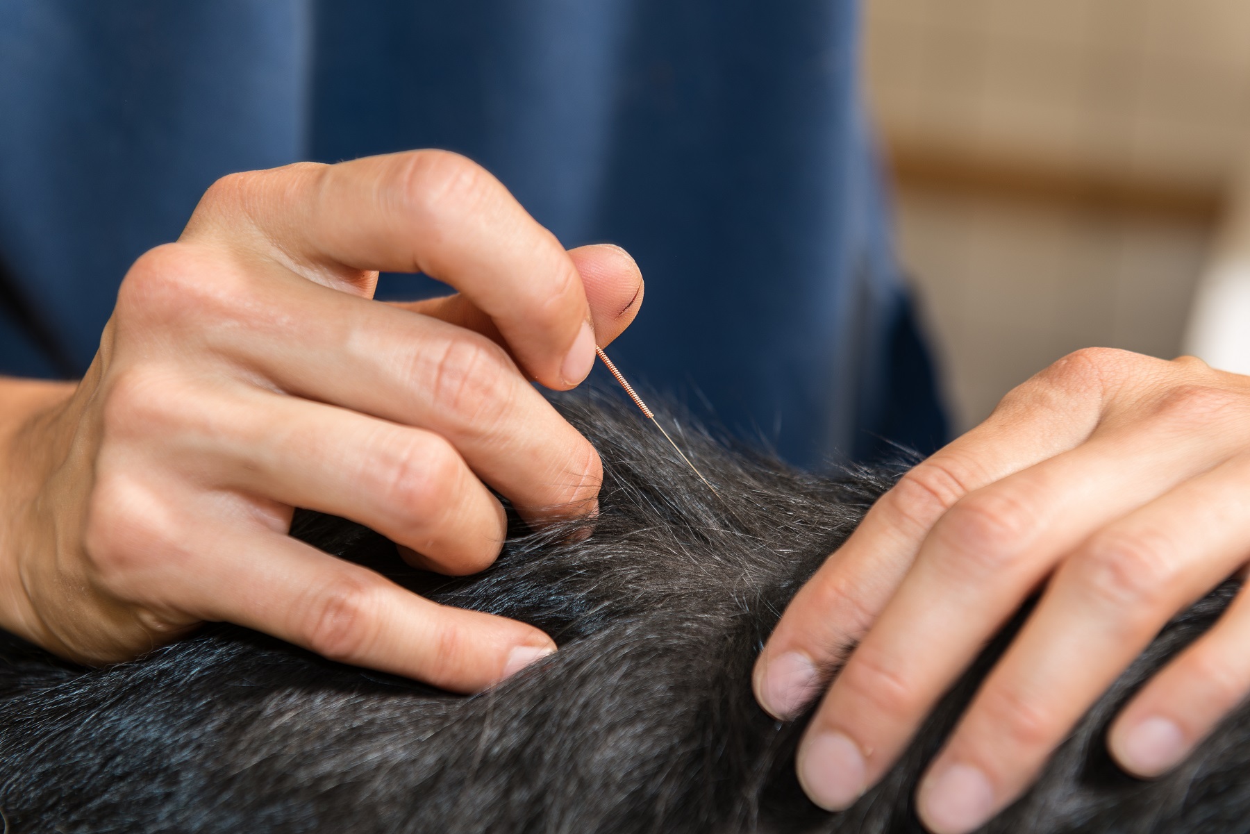 acupuncture vétérinaire emploie des aiguilles très fines, à usage unique. Le soin est indolore et ne représente pas de danger pour la santé de l'animal. Veterinary acupuncture uses very fine, single-use needles. The care is painless and does not rep